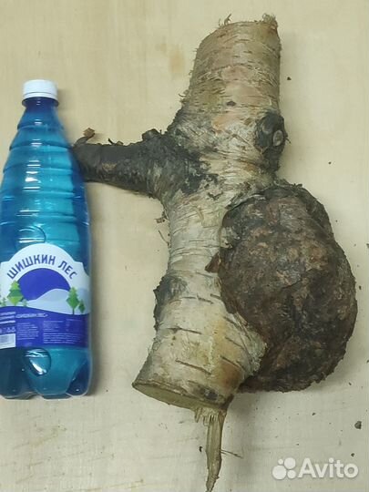 Кап березовый