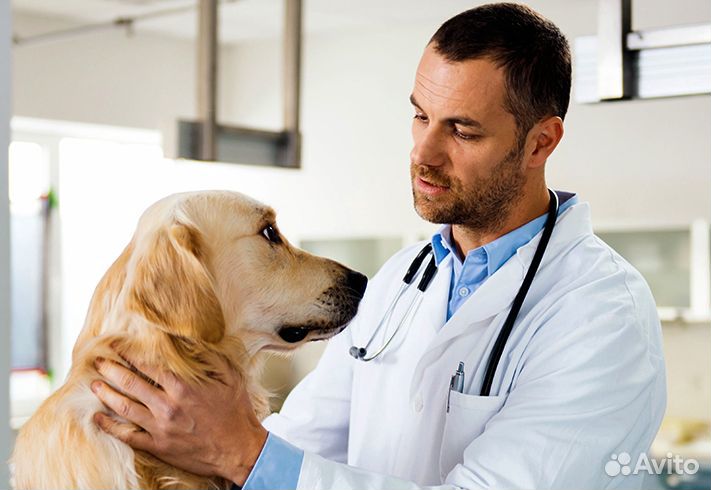 Вызов Ветеринара на дом. Ветеринарный врач