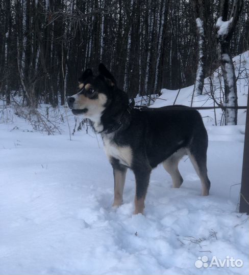 Небольшая собачка