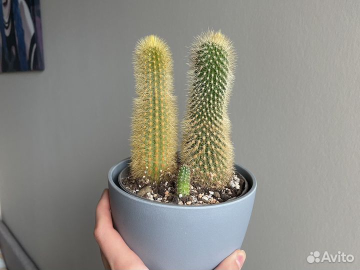 Кактусы и суккуленты