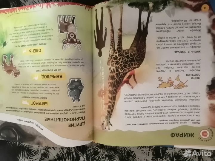 Книга Знакомство с животными