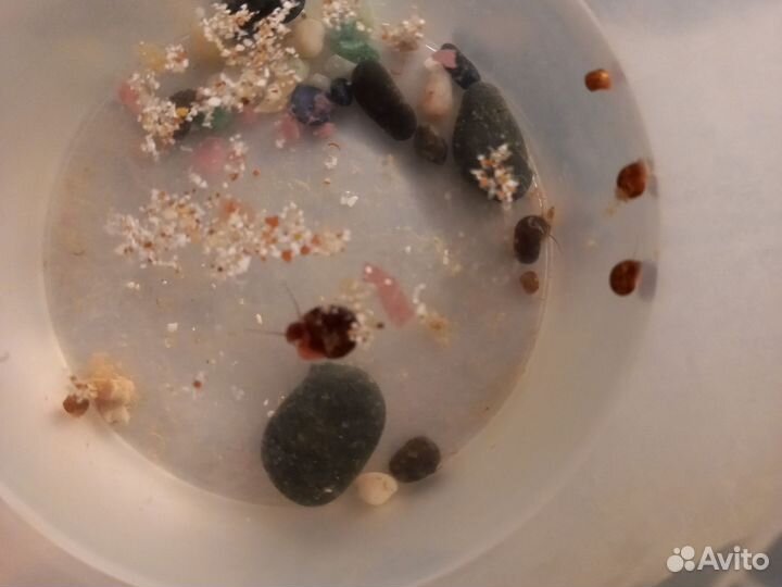 Улитки аквариумные