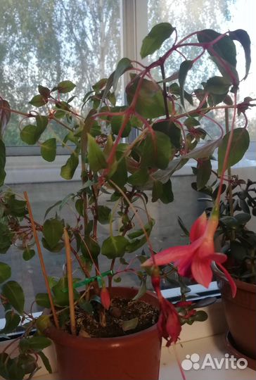 Фуксия, толстянка