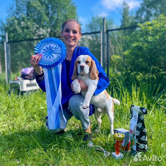Хендлер. Дрессировка. Показ собак на выставках