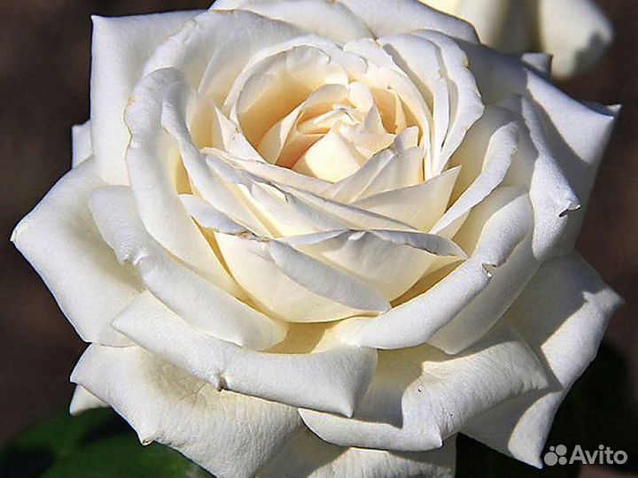 Розы многолетки саженцы 14 сортов