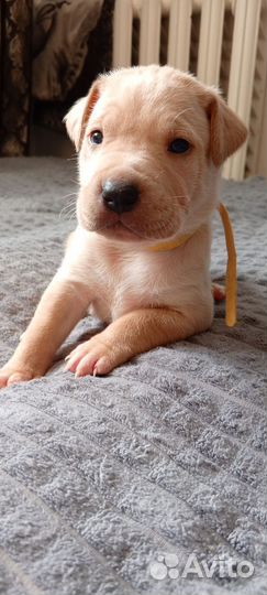 Щенки питбуля