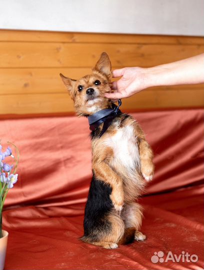 Уютная диванная собачка в дар