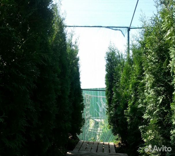 Продажа саженцев: Сосна,Ель,Липа,Туя и др