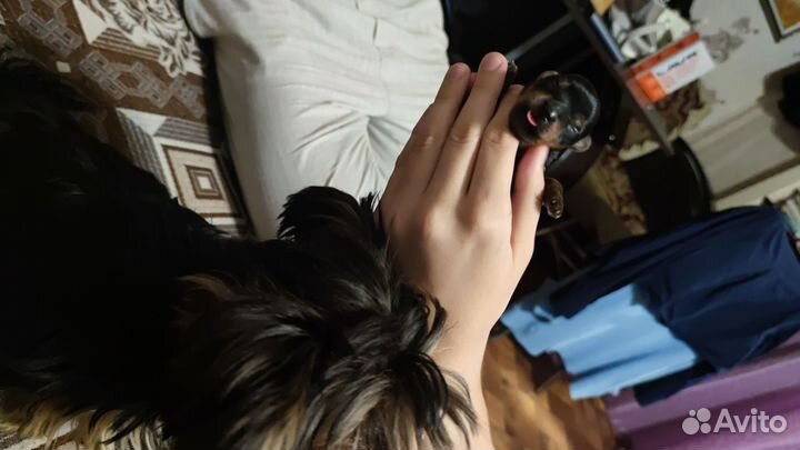 Собаки щенки