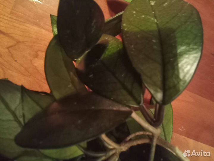 Хойя восковой плющ