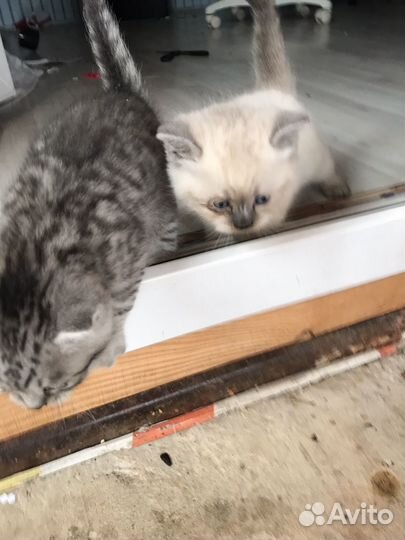 Котята в добрые руки мальчики