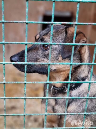 Лукас-добрый, понятливый песик ищет дом