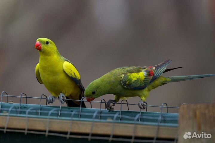 Александрийский попугай