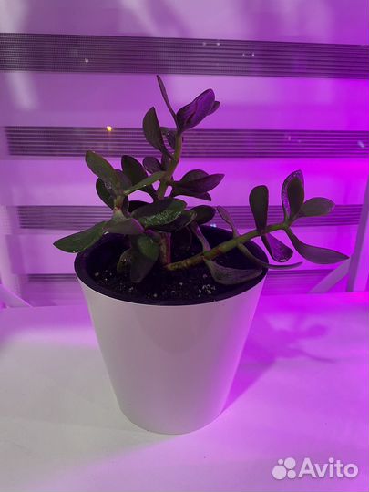 Толстянка (денежное дерево)