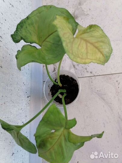 Сингониумы