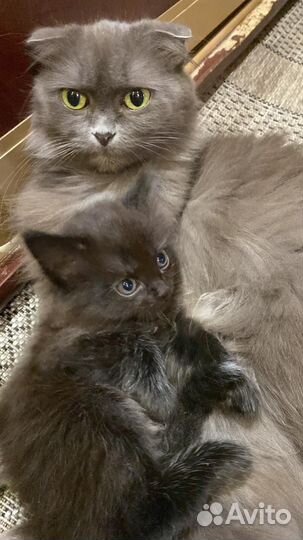 Отдам котят в добрые руки