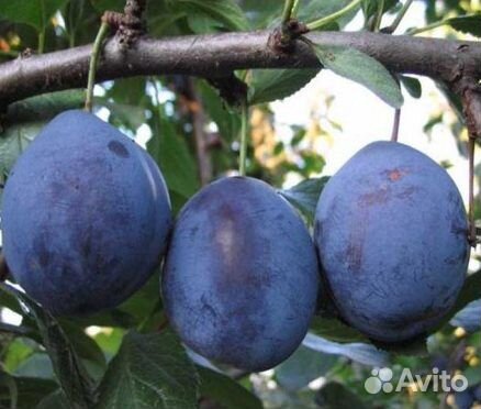 Слива Чачагская ранняя