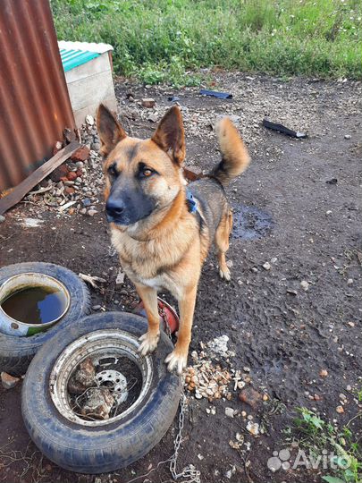 Собака в добрые руки