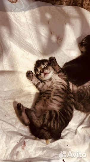 Кошки в добрые руки бесплатно