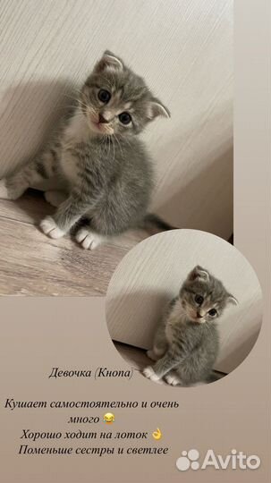 Кошечка в добрые руки