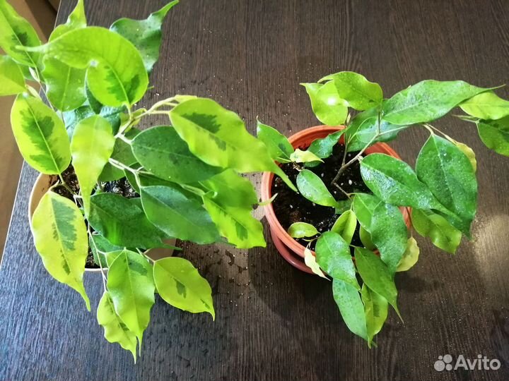 Сортовые фикусы