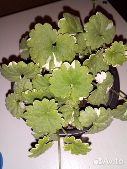 Будра вариегатная-ампельная