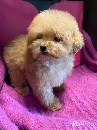 Мальчик, той пудель