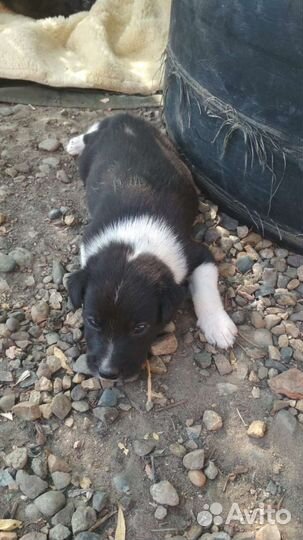 Щенок в добрые руки бесплатно