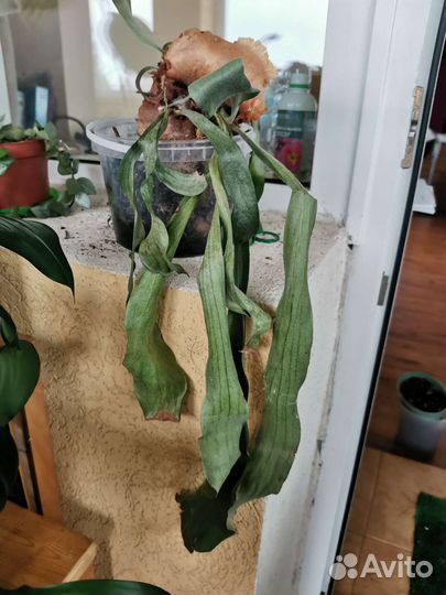 Платицериум