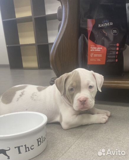 Собака американские булли