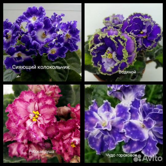 Листья фиалок