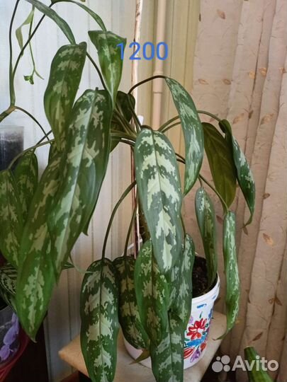 Рео, каланхоэ, аглаонема,фиалка