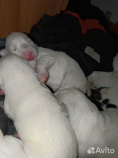 Собачата в добрые руки