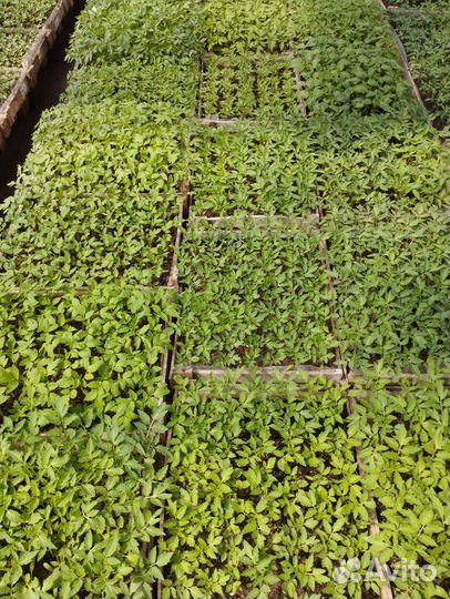 Рассада капусты