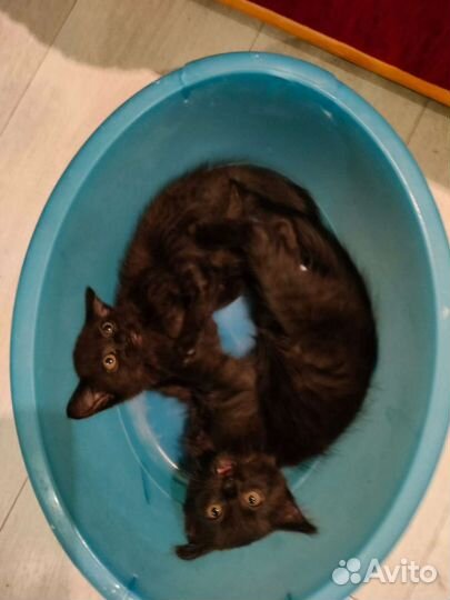 Кошка в дар