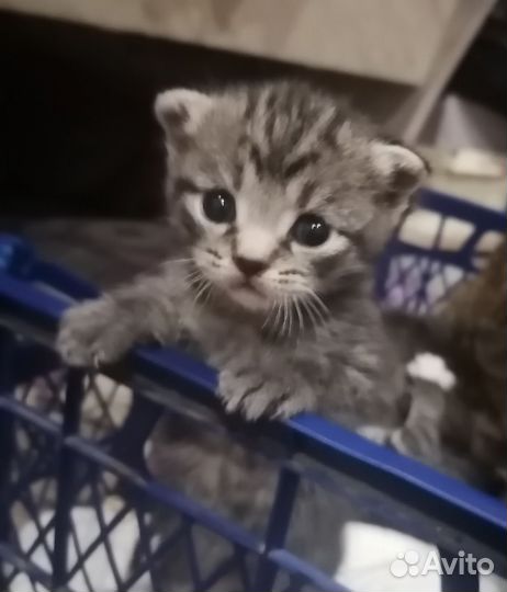 Котята в дар