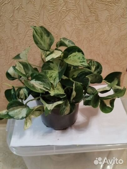 Сингониумы, сциндапсус