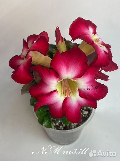Адениум мини