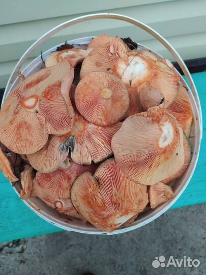 Грибы рыжики соленые