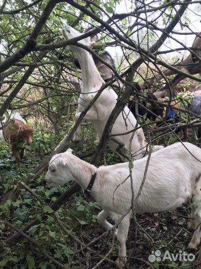 Козы без аэк