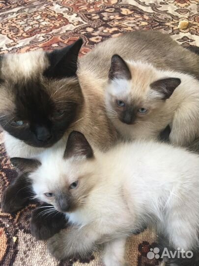 Сиамские котята