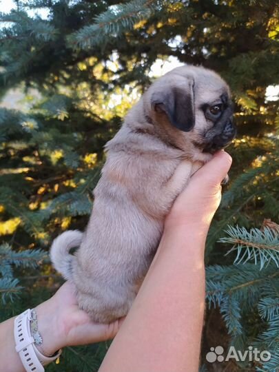 Щенки мопса