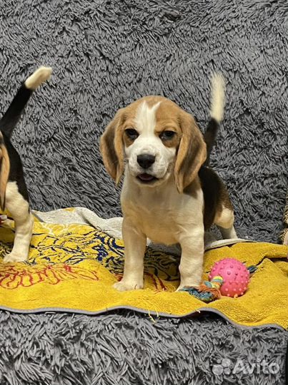 Бигль щенки