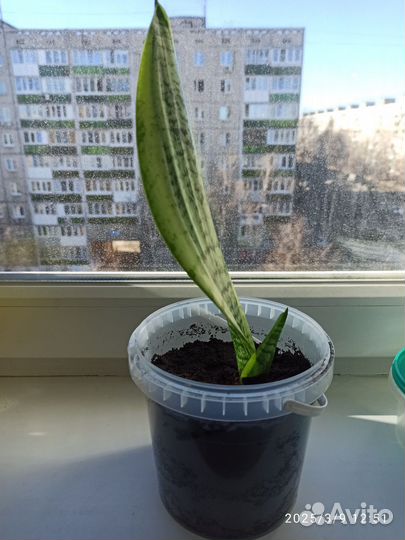 Сансевиерия отросток
