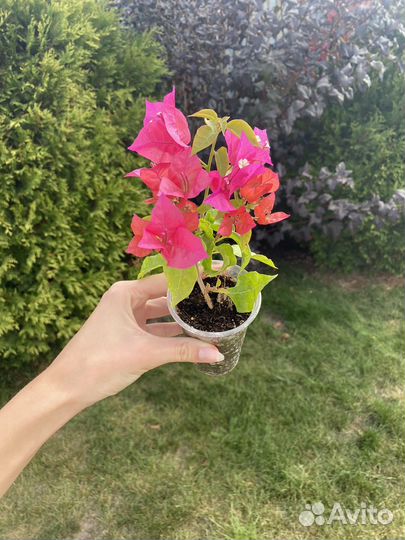 Бугенвиллия big chilly