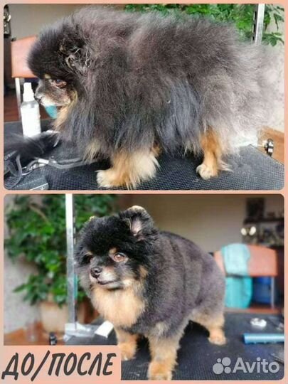 Стрижка домашних животных