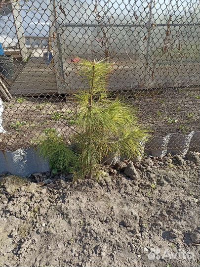 Саженцы сибирского кедра