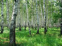 Участок 12 сот. (СНТ, ДНП)