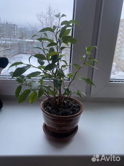 Фикус Наташа