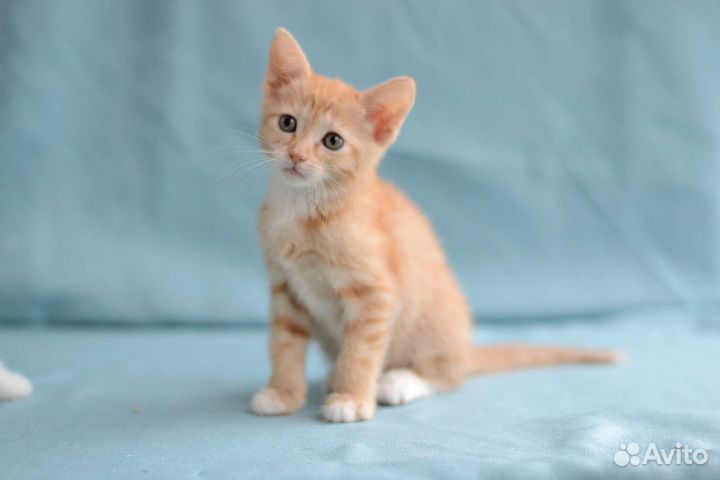 Котята девочки 2,5 месяца